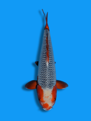 Kado Gin Asagi | Koi&Co.